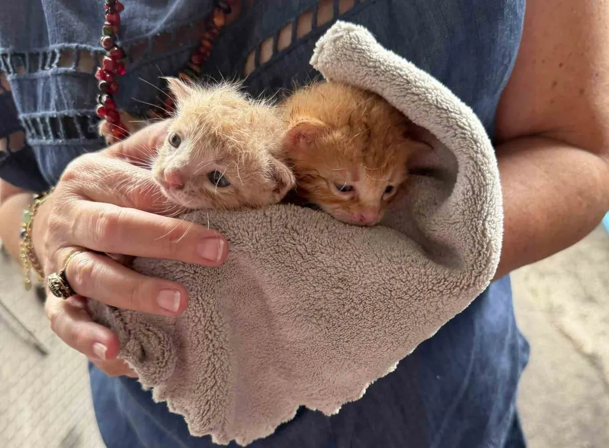 車の下に入り込んだ子猫2匹を救出