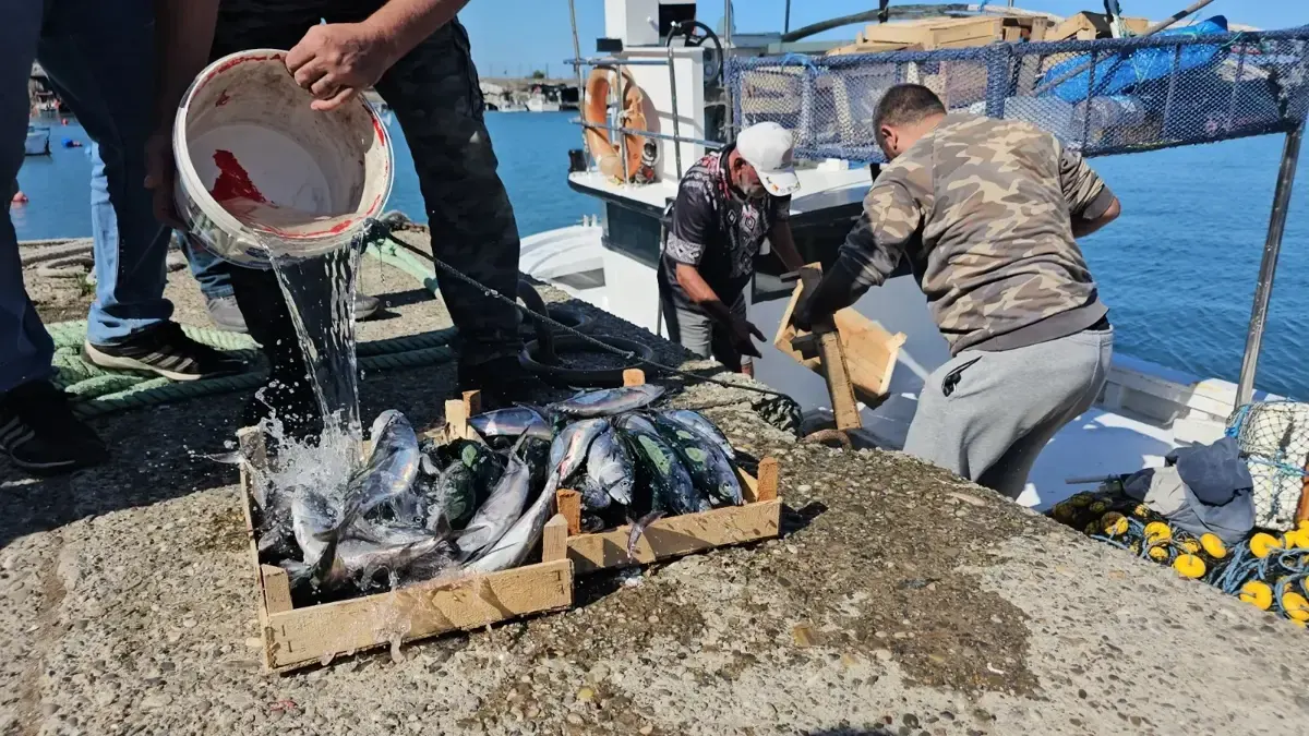 Zonguldak'ta av yasağının kalkmasıyla ilk gün 50 ton palamut