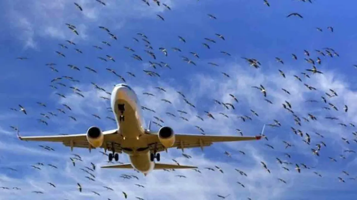 ソマで森林火災:航空機と地上部隊による消火活動が続く