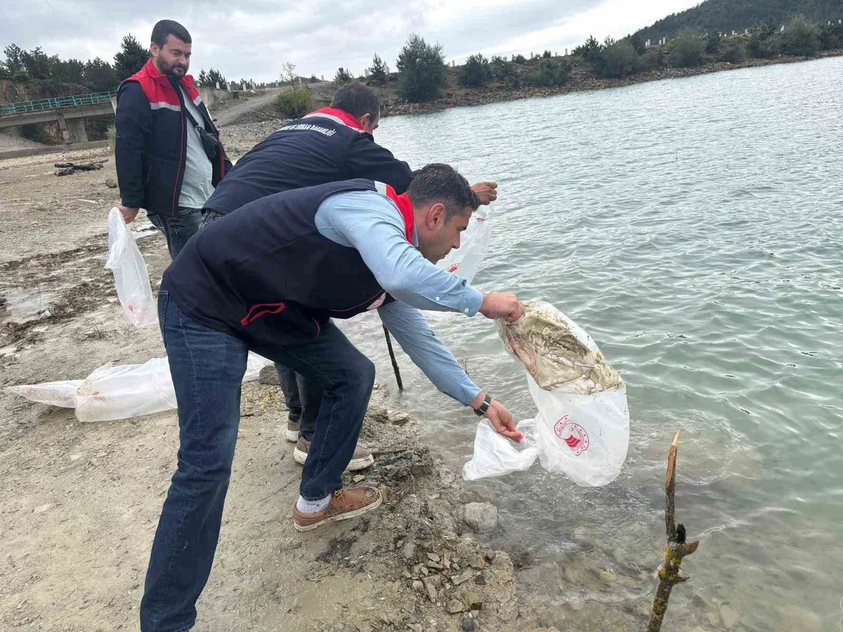 トルコ・サムスン県ハヴザで6つのため池に11万匹のコイ稚魚を放流